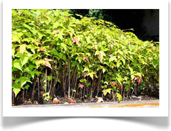 Austin Landscaping in Miniature?